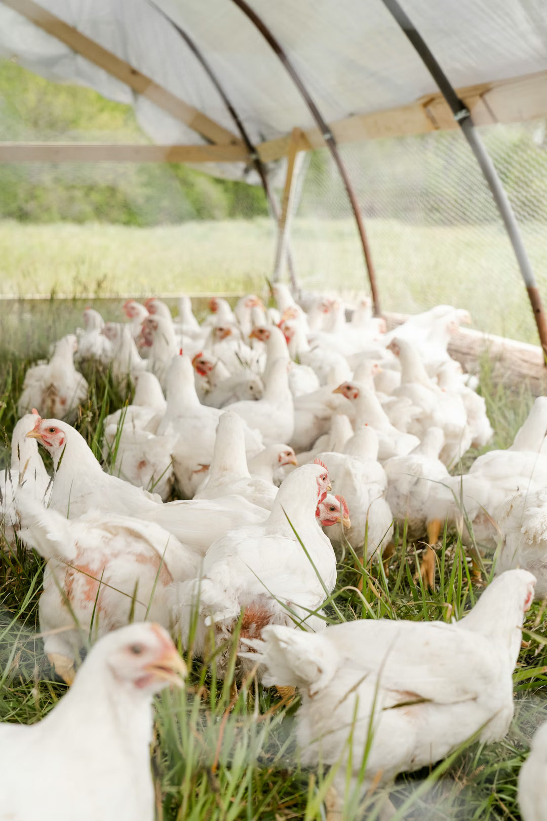 Pasture-Raised Meat